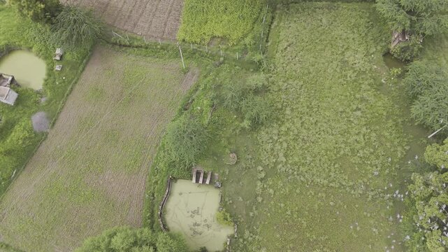 Top-down aerial view of agricultural fields in Padanga, Ajmer, Rajasthan during monsoon, showing stepwells and wells covered with green algae, with a flock of pigeons flying below.