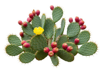 Isolated prickly pear cactus bearing ripe fruits, beautiful yellow blossom on a sunny day
