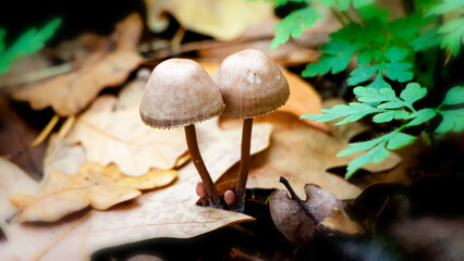 mushrooms in the forest