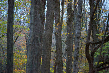 Birch and maple trees with autumn leaves, forest background, early fall colors
