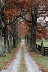 A long gravel path flanked by trees with colorful autumn leaves, leading to a distance