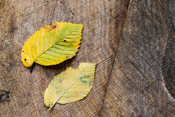 Yellow autumn leaves on wooden surface