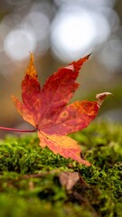 Single maple leaf with red autumn color and curled edges resting on moss in soft overcast light