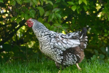 A striking Wyandotte hen with black and white patterned plumage walks through lush garden grass, surrounded by greenery and soft shade. The bird’s detailed feathers standing out.