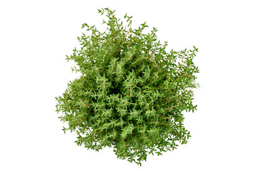 Thymus vulgaris herb plant, isolated on white background