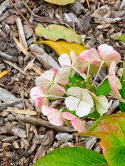 A cluster of aging pink hydrangea flowers with petals fading in the sunlight, surrounded by lush green leaves, highlighting fall bloom.