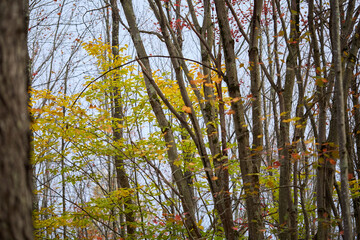 Fototapeta premium Autumn meadow and forest edge, black dog in distance 