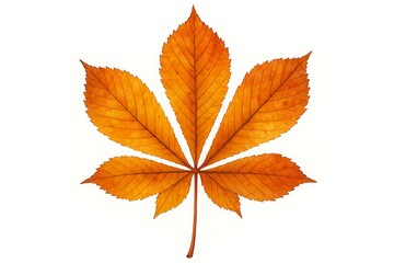 Fototapeta premium Chestnut Leaf in Autumn Tones – Isolated on White Background with Realistic Detail, Seasonal and Botanical Design