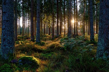 Fototapeta premium Sunlit forest scene with towering trees, mossy ground, and dappled light
