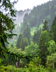 Obraz premium Rain falls on lush evergreen forest slopes; soft focus on trees