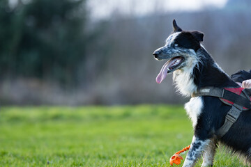ein aufgeregt wartender Hund m&ouml;chte Ball spielen wird aber noch festgehalten Border Collie blueye merle sitz