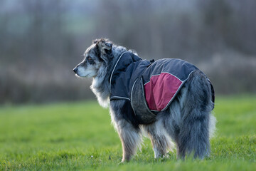 eine alte kranke Hundedame Seniorin mit Hunde Mantel auf einer gr&uuml;nen Wiese traurig guckend an einem Wintertag Australian Shepherd grey merle