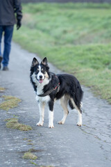 ein junger tricolor Border Collie Hunde mit Stehohren mit Hundegeschirr freilaufen mit seinem...