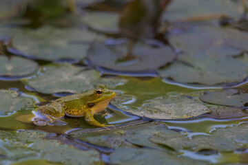 grenouille au Jardin de Majorelle Marrakech 
