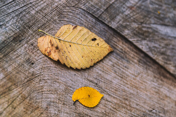Two yellow autumn leaves on wood texture
