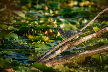 Green Heron in the Pond