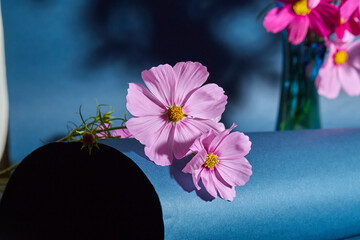 Arrangement of pink cosmos in blue light, natural bouquet, artistic still life
