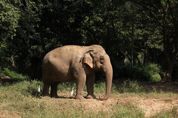 Fototapeta premium Indian elephant (Elephas maximus indicus) in the wild and his symbiotic relationship with Cattle egret in Thailand