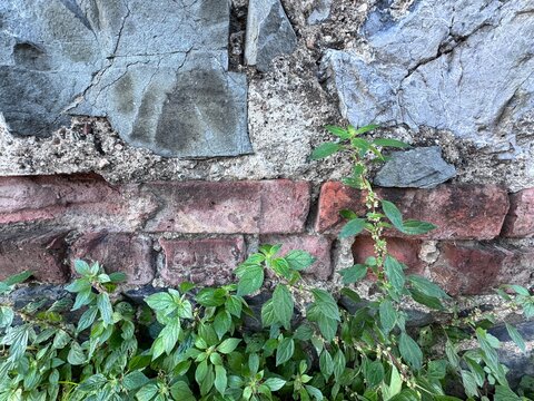 Parietaria judaica (wall pellitory) growing between old stone and brick wall joints. Small green leaves and delicate flowers thriving in an urban crevice, symbolizing resilience and natural adaptation
