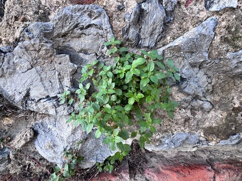 Parietaria judaica (wall pellitory) growing between old stone and brick wall joints. Small green leaves and delicate flowers thriving in an urban crevice, symbolizing resilience and natural adaptation