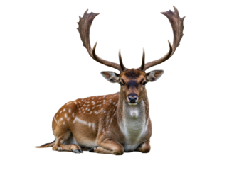 Isolated recumbent spotted deer stag with large antlers against plain backdrop