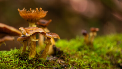 Herbst ist Pilzsaison