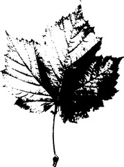 High contrast black and white leaf macro illustration for gothic design