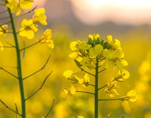 Obraz premium A close-up shot showcasing the vibrant yellow blooms of a rapeseed plant in a sunlit field at dusk. Soft focus