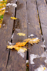 First Snow on a Wooden Bench with Fallen Golden Autumn Leaves