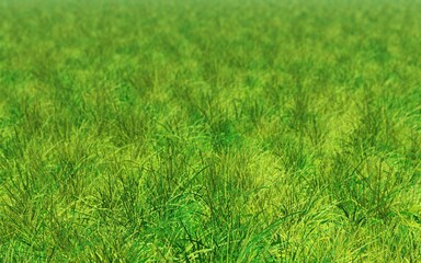 Grass, grass texture, grass patch, banner, 3D rendering