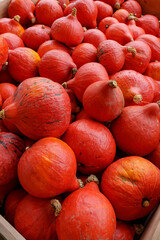Bright orange pumpkins filling a wooden box outdoors. Rustic autumn harvest still life in natural light, perfect for seasonal designs
