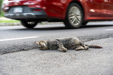 A sad and stark scene of a gray cat hit by a car, lying lifeless on the side of the road, on the pavement. Cars pass by indifferently.