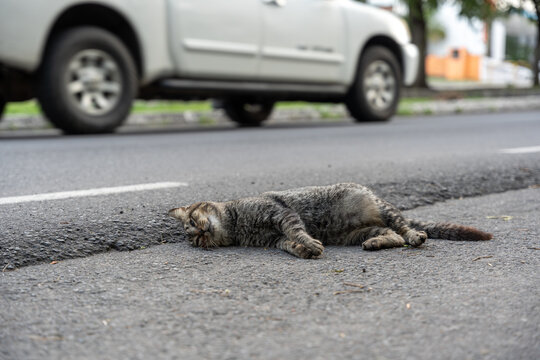 A sad and stark scene of a gray cat hit by a car, lying lifeless on the side of the road, on the pavement. Cars pass by indifferently.