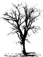 Obraz premium Black and white high contrast illustration of tree branches for art and design