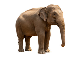 Obraz premium Isolated Asian elephant standing alert facing left side, front view, animal wildlife