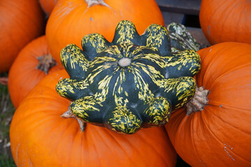 pumpkins squash fruits orange autumn Halloween composition nature harvest