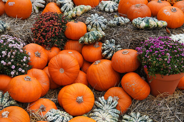 pumpkins squash fruits autumn Halloween composition nature harvest