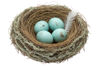Isolated birds nest with four blue eggs and a feather, symbol of spring or Easter holiday