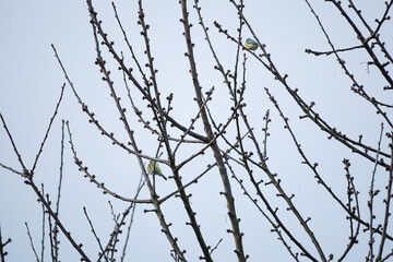 Two Eurasian blue tit (Cyanistes caeruleus) birds perched on thin bare tree branches making a natural pattern