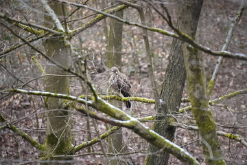 Common buzzard (Buteo buteo) perched on moss-covered branch in winter forest. Wildlife bird of prey...