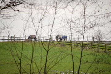 Two horses eating grass in the top on the hill at the horizon behind tree branches, North...