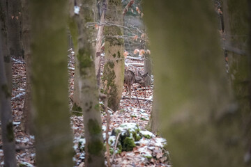 Brown roe deer (Capreolus capreolus) hiding behind trees and sneaking away