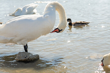 white wild beautiful swan posing on shore of lake at sunny day. close up. Crimea, Russia