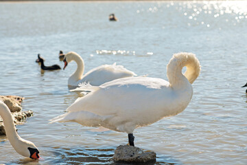 white wild beautiful swan posing on shore of lake at sunny day. close up. Crimea, Russia
