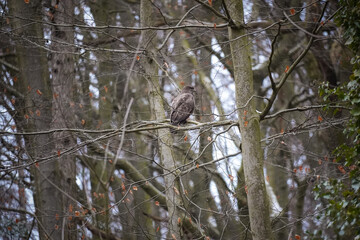 Eurasian buzzard sitting on mossy branch in woodland during winter. Bird of prey in natural environment. (Buteo buteo)