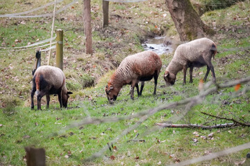 Three brown sheep (Ovis aries) grazing peacefully on green pasture near a small stream in early spring countryside.