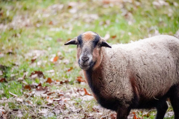 Fototapeta premium Adult brown sheep (Ovis aries) looking at you while standing in green meadow