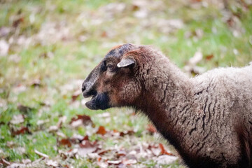 Brown sheep (Ovis aries) with lightly open mouth looking unhappy in green grass field