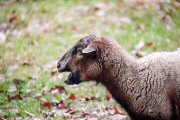 Obraz premium Adult brown sheep (Ovis aries) shouting with mouth open while being in green grass meadow