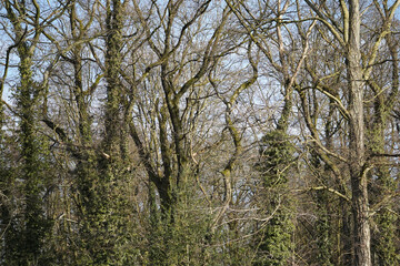 Leafless trees in early spring with green ivy climbing their trunks under clear blue sky, natural background pattern